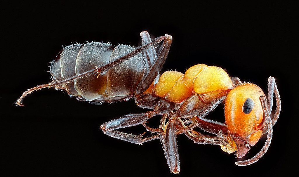 Ant Control service in Brentwood, NY