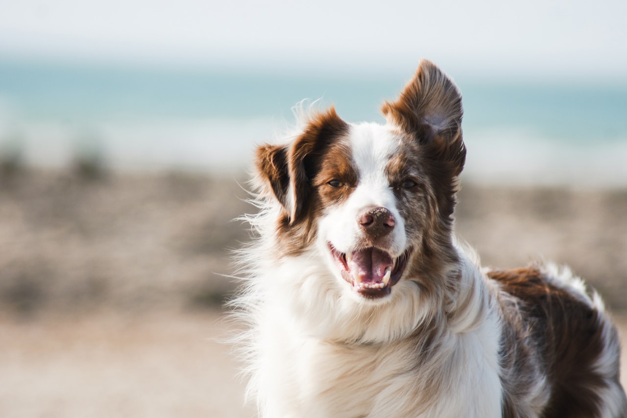 Flea & Tick Control service in Brentwood, NY