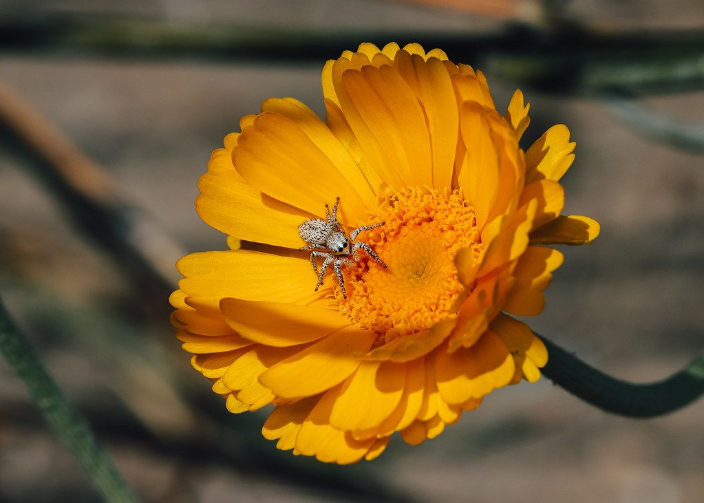 Spider Control service in Brentwood, NY